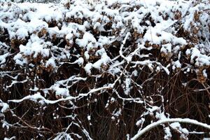 nevoso tempo atmosferico. luppolo nel neve. inverno strada. foto