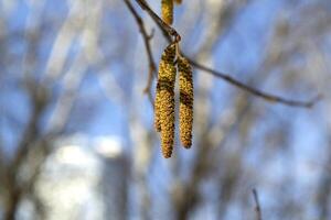 primavera mini cuffie su il albero vicino su. foto