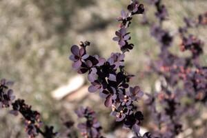 bellissimo viola pianta vicino su. foto