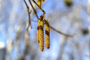 primavera mini cuffie su il albero vicino su. foto
