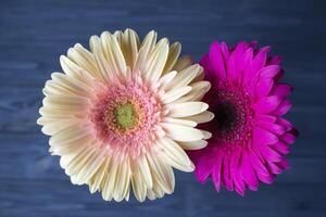 beige e rosa gerbere su un' buio blu sfondo macro sparo. fiore sfondo. foto