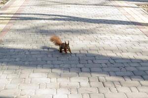 carino rosso scoiattolo corre su il terra nel un' foresta. foto