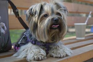 adorabile yorkshire terrier posa su un' Marrone panca. foto