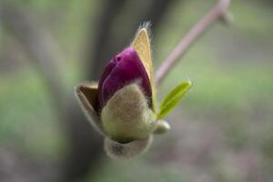 il fiorire di viola magnolia macro. magnolia fioritura. foto