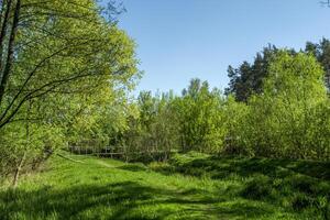 estate foresta paesaggio. verde radura. foto