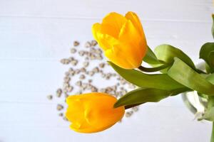 giallo tulipani su un' bianca sfondo. foto