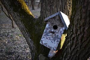 naturale birdhouse su il albero. foto