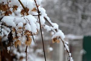 nevoso tempo atmosferico. luppolo nel neve. inverno strada. foto