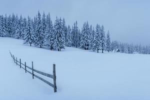 una tranquilla scena invernale. abeti coperti di neve stand in una nebbia. uno splendido scenario ai margini della foresta. Buon anno foto