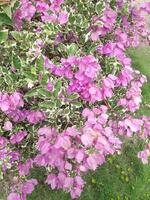 rosa bouganville fiori fioritura nel il giardino foto