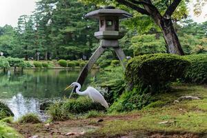 uccello nel kenroku-it kanazawa giardino foto