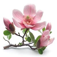 ai generato magnolia fiore isolato su bianca sfondo foto