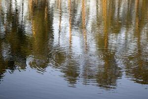 cerchi su il lago acqua. foto