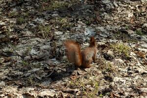 carino rosso scoiattolo corre su il terra nel un' foresta. foto