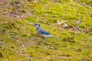 giovane bluejay uccello su il terra foto