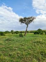 tipico africano alberi nel il savana di il masai mara parco nel kenya. foto