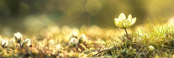 ai generato primavera fiori siamo fioritura. suo colore è luminosa e araldi il arrivo di primavera. foto