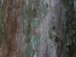 naturale sfondo con vero albero abbaiare struttura foto