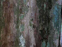 naturale sfondo con vero albero abbaiare struttura foto