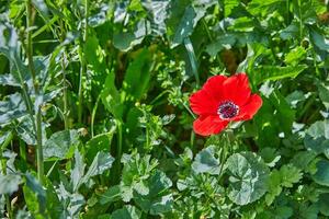 rosso anemone fiori nel un' vivace campo con giallo e viola fiori sotto il sole foto