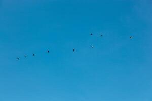 un' gregge di uccelli volante nel il blu cielo foto