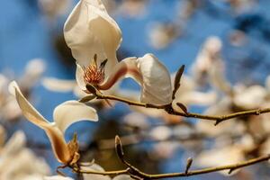 bellissimo magnolia fiori con acqua goccioline foto