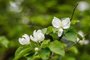 bellissimo primavera fioritura rami di alberi con bianca fiori e insetti macro foto