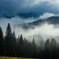 ai generato nebbioso paesaggio con abete foresta nel fricchettone Vintage ▾ retrò stile foto