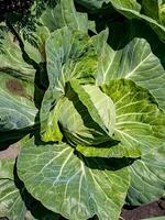 vicino su su fresco cavolo nel raccogliere campo. cavolo siamo in crescita nel giardino. agricoltura concetto. foto