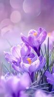 ai generato viola croco fiori fioritura nel un' soleggiato primavera campo a alba foto