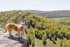 un' rosso cane sta su il bordo di il montagna guardare a il proprietario, un' rosso cane con un' collare, un' animale domestico nel natura. foto