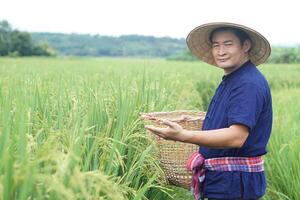 asiatico uomo contadino è a risaia campo, hold cestino per ottenere sbarazzarsi di erbacce, ispeziona insetti, crescita e malattie di riso impianti. concetto, agricoltura occupazione. biologico agricoltura foto