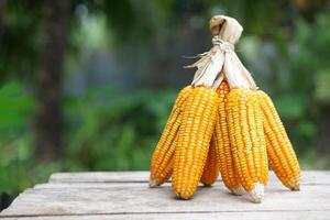 mazzo di secco Mais pannocchie o mais, pelato via e legato bucce all'aperto sfondo. concetto, economico agricoltura colture nel Tailandia. mais siamo Usato come Materiale per producendo animale alimentazione. foto