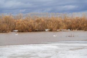 cigni arrivato su il lago nel il primavera a partire dal caldo Paesi, svernamento migratorio uccelli, il ghiaccio su il riva di il stagno è fusione, il foresta è di spessore asciutto, nuvoloso nuvoloso tempo atmosferico. foto