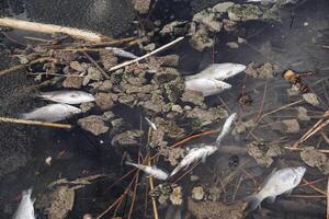 ecologico disastro avvelenamento di pesce nel il fiume, morto pesce nuotate su il superficie di il acqua, il lago morto dopo inverno. foto