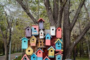 colorato casette per gli uccelli, colorato birdhouse sospeso a partire dal un' albero, animali selvatici, uccello Casa, il giro buco, piccolo Casa, foresta per uccelli foto