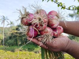 contadino mano Tenere rosso cipolla nel il campo campagna di bangladesh foto