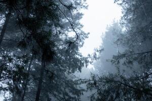 Visualizza di un' pino foresta durante pesante pioggia. nebbioso foresta. foto