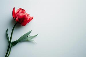 ai generato rosso tulipano su bianca sfondo foto