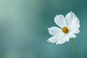 ai generato bianca cosmo fiore su blu sfondo foto