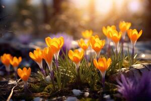 ai generato vivace primavera crochi nel sbalorditivo foto. foto