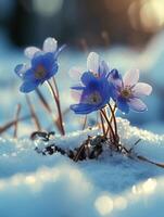 ai generato primo primavera fiori. bellissimo blu fiori in crescita attraverso il neve nel primavera foto