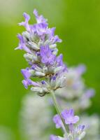 Comune lavanda, Lavandula angustifolia foto