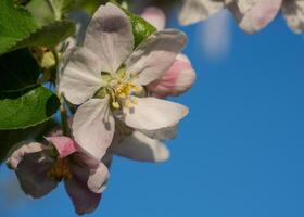 Mela albero, malus domestica foto