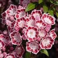 montagna alloro, kalmia latifolia foto