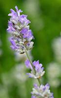 Comune lavanda, Lavandula angustifolia foto