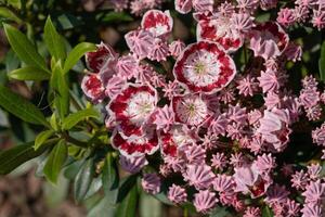 montagna alloro, kalmia latifolia foto