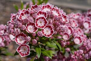 montagna alloro, kalmia latifolia foto