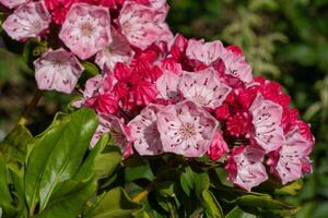 montagna alloro, kalmia latifolia foto