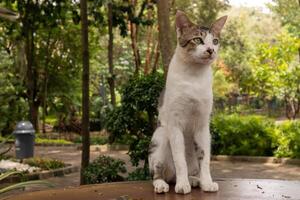 un' bianca gatto in piedi su un' tavolo nel il giardino foto